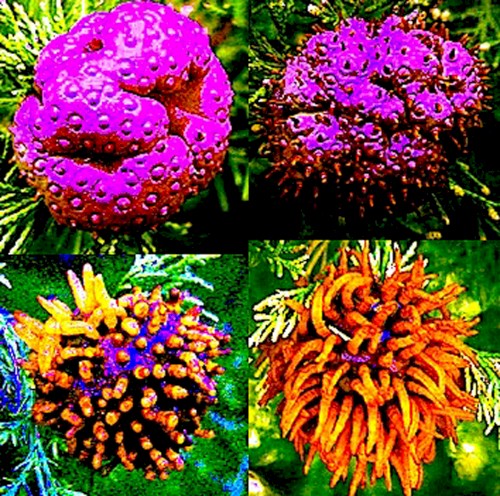 APPLE CEDAR RUST