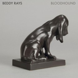 Bloodhound