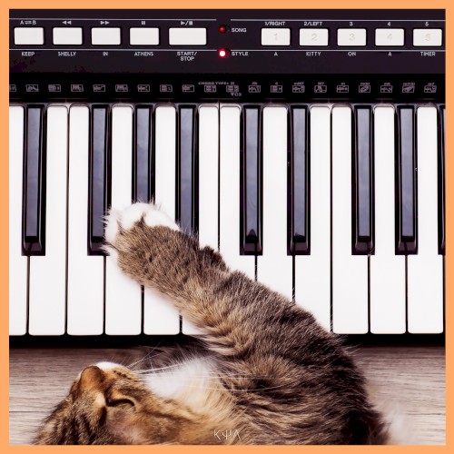 You've Got a Kitty on a Timer