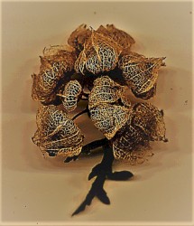 Hóro-Skopeîon