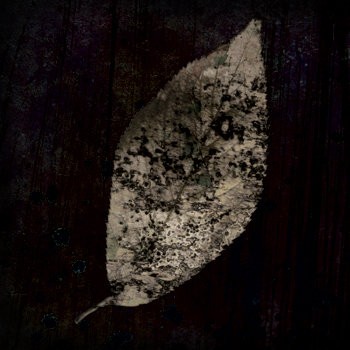 I am a Leaf