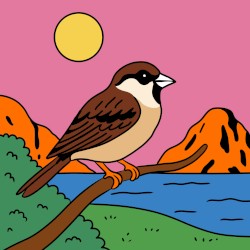 sparrow