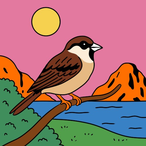 sparrow