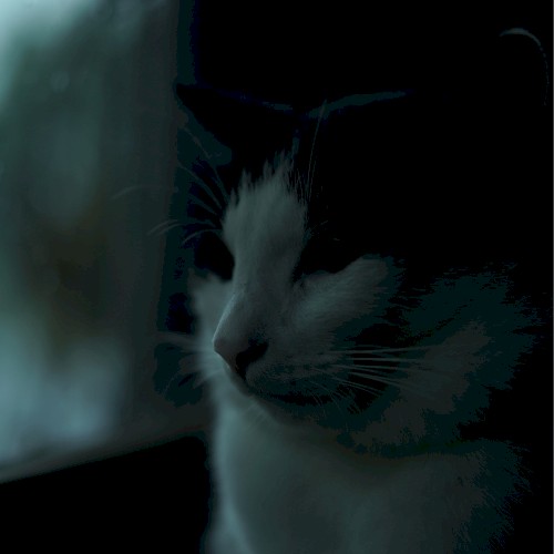 Izu Ambient 029