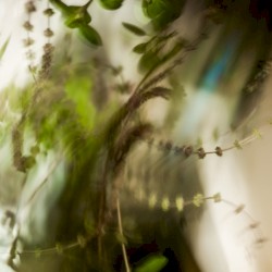 Ephemeral garden