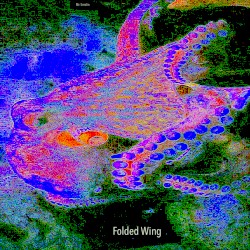 Folded Wing