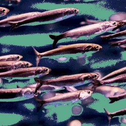 Oceanic