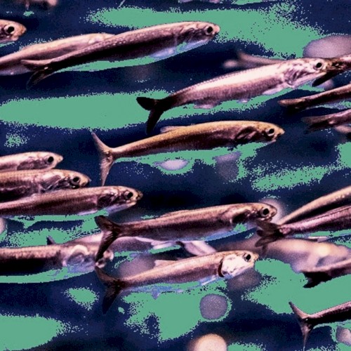 Oceanic