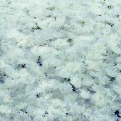 ハナの生涯
