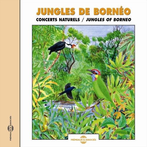 Jungles de Bornéo / Jungles of Borneo