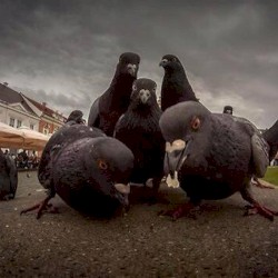 Mc Pigeon