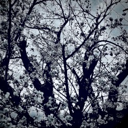 Cradle