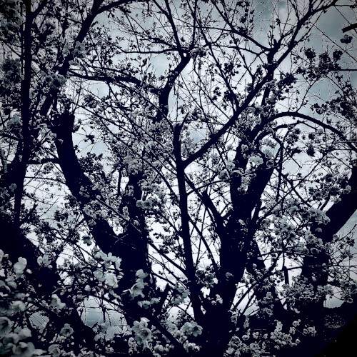 Cradle