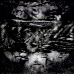 DYNASTINAE
