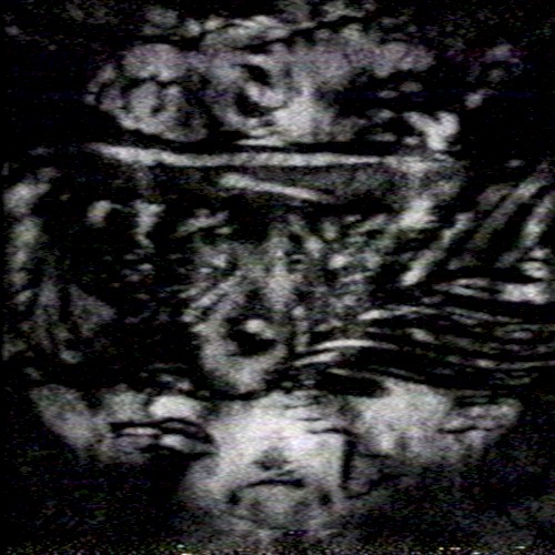 DYNASTINAE