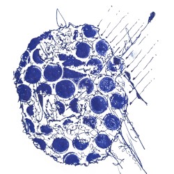 lobazox