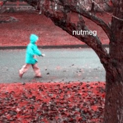 Nutmeg