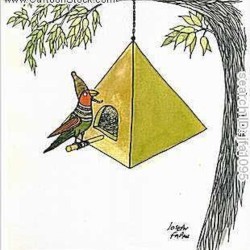 Bird Call
