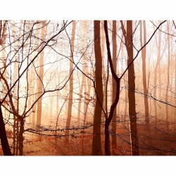 Sacred Groves