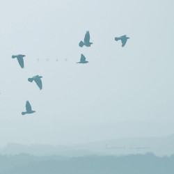 Soar