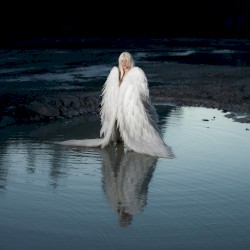 Los cisnes