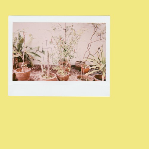 a garden