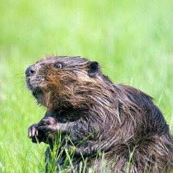 Song About a Beaver