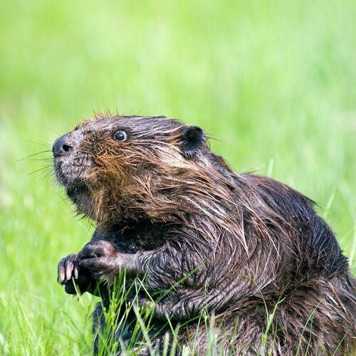 Song About a Beaver