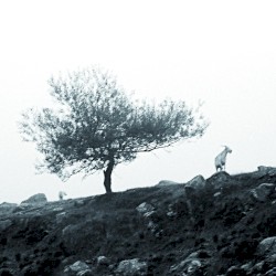 El último árbol sobre la tierra