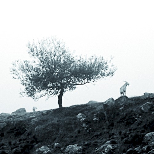 El último árbol sobre la tierra