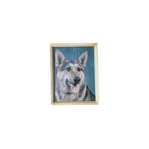 Former Puppy
