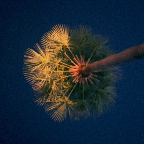 Roof Grass