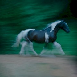 Ensacado