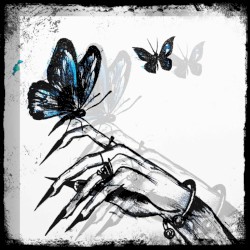 butterfly