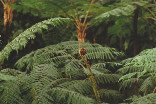 Insular monographs