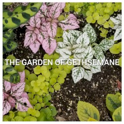The Graden of Gethsemane