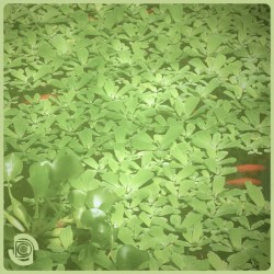 Basking Lamp EP
