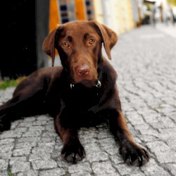 Lehrer der Liebe