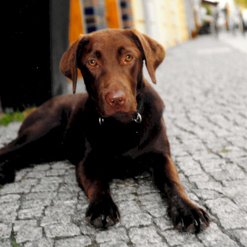 Lehrer der Liebe