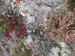 Mycorrhizae Realm