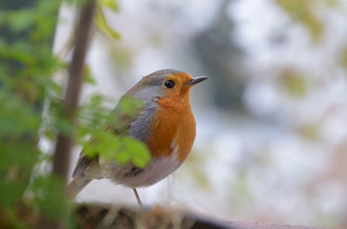 Learn From One Bird How to Sing