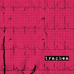 Trachea