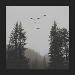 Where Birds Fly