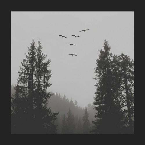 Where Birds Fly