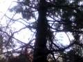 Sylvan Fantasy: Music Video
