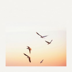 Seagulls