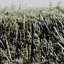Próchno