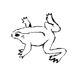 Frogs