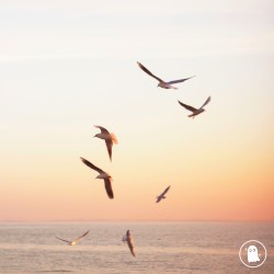seagull dance
