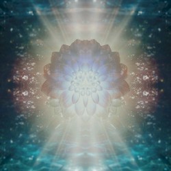 Bloomphase